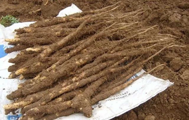 JDB电子游戏官网