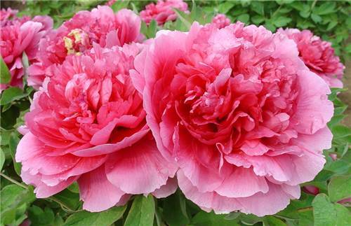 罗桐社区：“敲门行动” 敲开老人的心门“